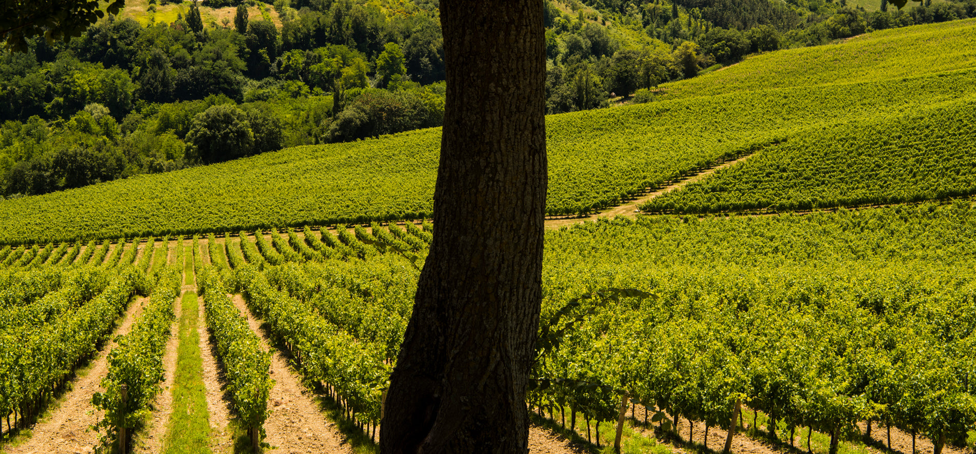 Wine Convention