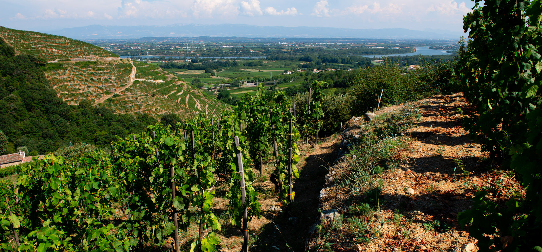 Wine Convention